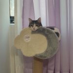 برفی ما نیاز به سرپرست مهربون داره