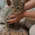 واگذاری رایگان