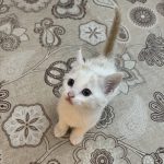 واگذاری بچه گربه