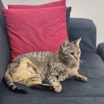 واگذاری طلا خانوم