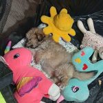 شیتزو پامر شیطون