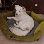 سگ پامر اشپیتز سفید فوق العاده باهوش و با محبت محبت