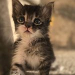 واگذاری بچه گربه 1 ماهه نر