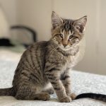 دو تا گربه نر و ماده ۳ ماه یکیشون ‌نابیناس