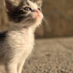 واگذاری بچه گربه 1 ماهه نر