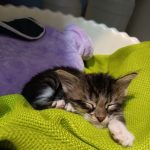 واگذاری پسر مهربون