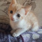 واگذاری گربه