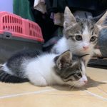 واگذاری بچه گربه