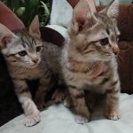 واگذاری رایگان