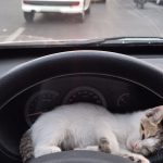 واگذاری توله گربه 1 ماهه DSH