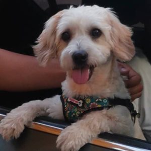 واگذاری شیتزو تریر