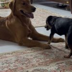 فوری گلدن رتریور