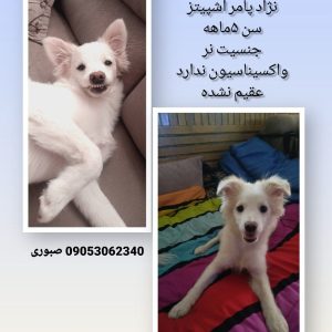 واگذاری پامر اشپیتز