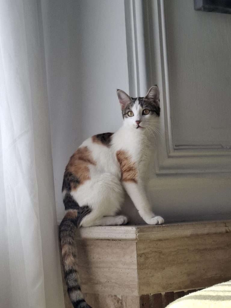 واگذاری گربه DSH