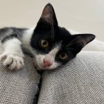 گربه تاکسیدو۱.۵ ماهه