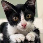 گربه تاکسیدو۱.۵ ماهه