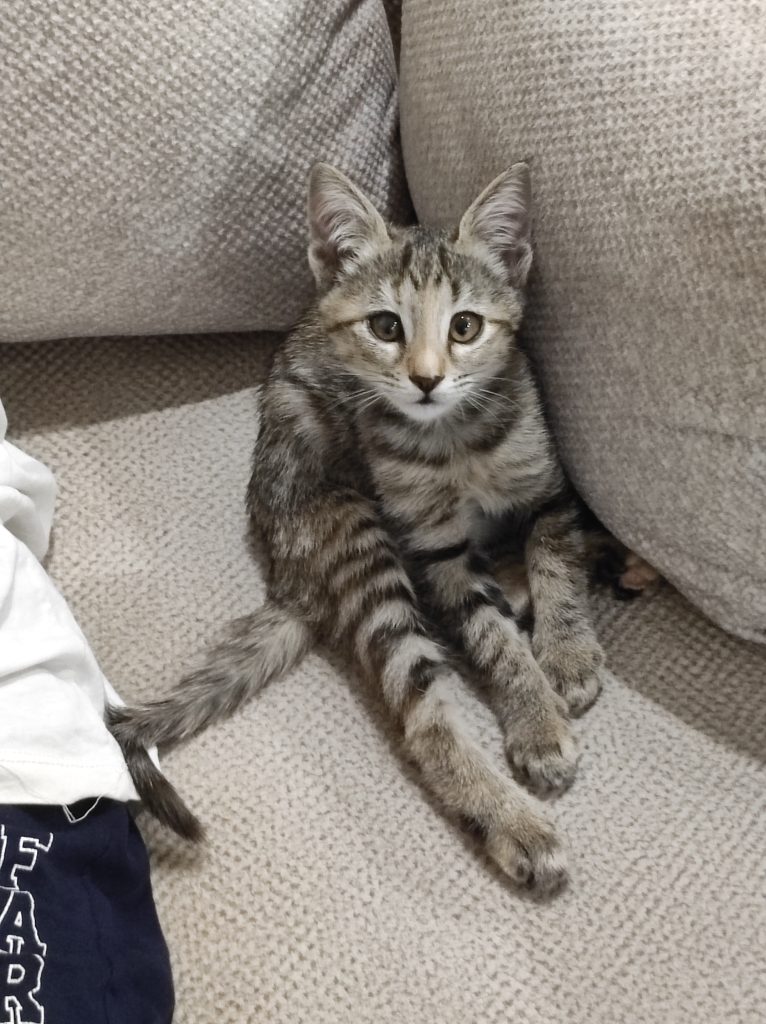 بچه گربه ماده نژاد dsh