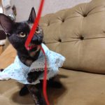 گربه کوچولو ۶ ماهه