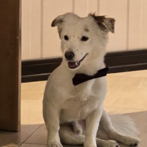 سگ پامر اشپیتز سفید فوق العاده باهوش و با محبت محبت