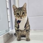 واگذاری طلا خانوم