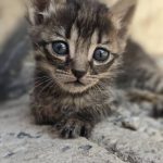 واگذاری بچه گربه 1 ماهه نر