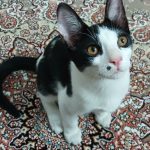 واگذاری رایگان گربه