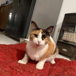 واگذاری نودل خانم