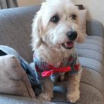 واگذاری شیتزو تریر