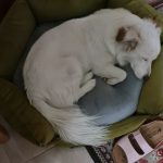 سگ پامر اشپیتز سفید فوق العاده باهوش و با محبت محبت