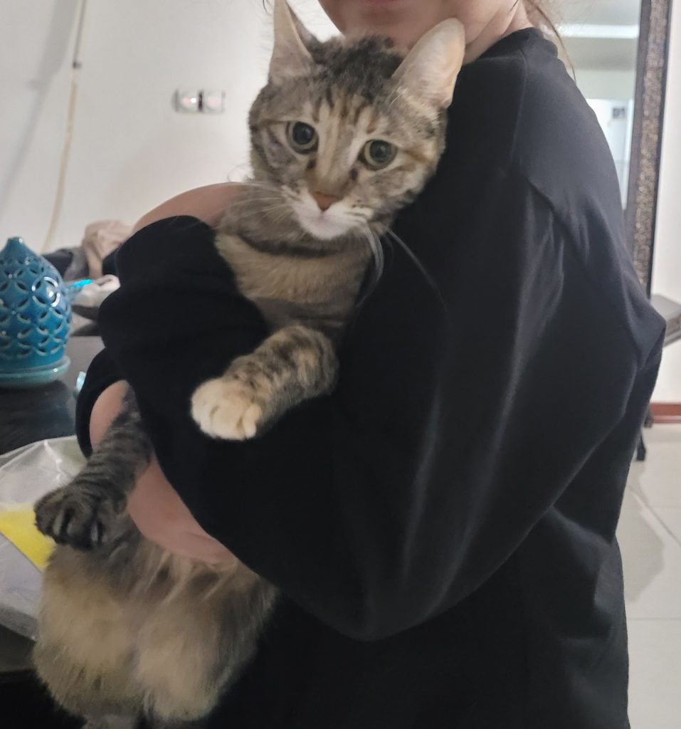 واگذاری کربه