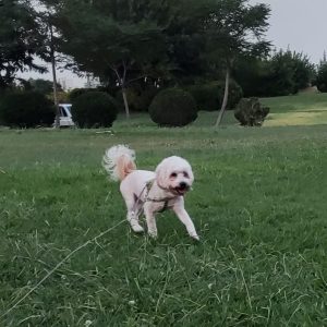 واگذاری ‌پونچی