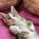 واگذاری توتَک خانوم