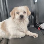 سگ شیتزو تریر واگذاری رایگان