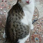 واگذاری رایگان گربه