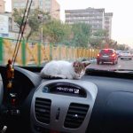 واگذاری توله گربه 1 ماهه DSH