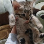 واگذاری رایگان