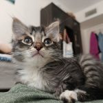 واگذاری پسر مهربون