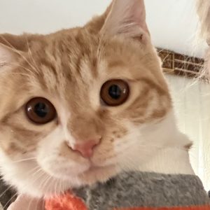 پسر ۶ ماهه واکسینه