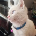 بچه گربه ترکیش لانگورا چشم دو رنگ