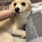 واگذاری سگ پامر اشپیتز