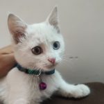 بچه گربه ترکیش لانگورا چشم دو رنگ