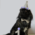 واگذاری پامر ماده پکینیز کاوالیر نر