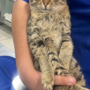 واگذاری بچه گربه