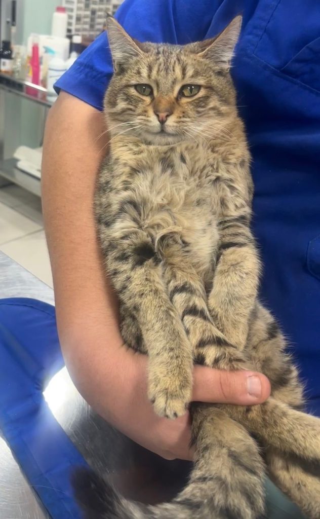 واگذاری بچه گربه