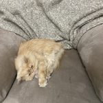 واگذاری پرشین نر