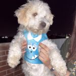 واگذاری سگ پودل تریر ۸ ماهه