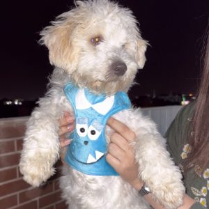 واگذاری سگ پودل تریر ۸ ماهه