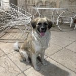 سگ ماده ۷ ماهه میکس اشپیتز