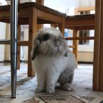 واگذاری خرگوش