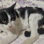 واگذاری گربه تاکسیدو(DSH)